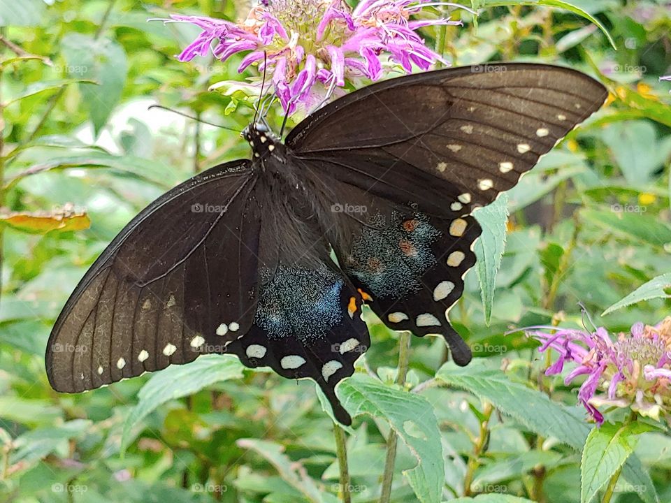 Swallowtail Butterfly