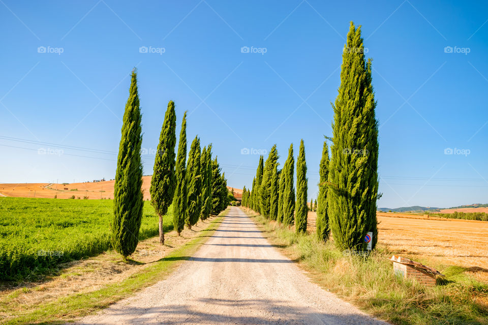 Road with cypresses of a farmhouse in the Val D’Orcia, in Tuscany