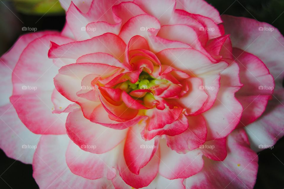Stunning Begonia 