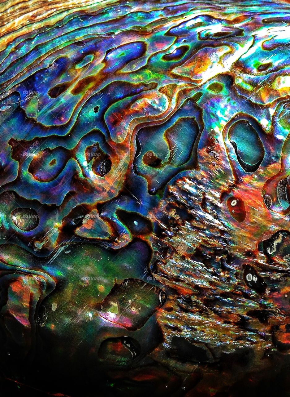 Abalone sea shell close up