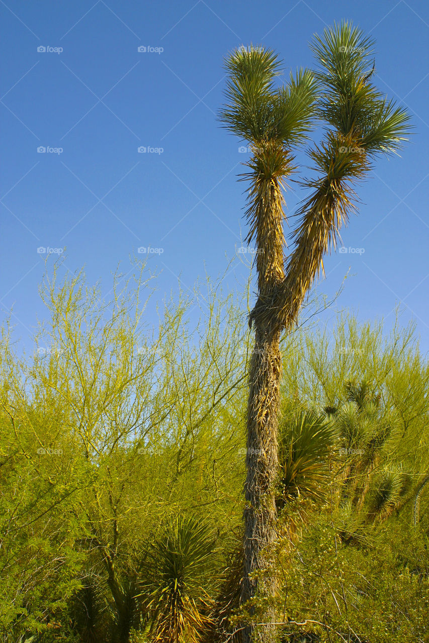 THE BOTANICAL GARDEN PHOENIX ARIZONA