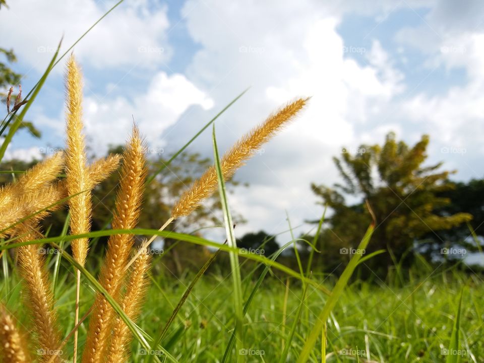 green meadow