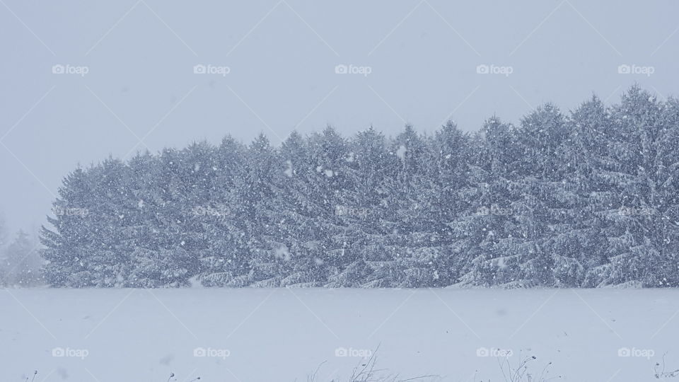 snowy pines