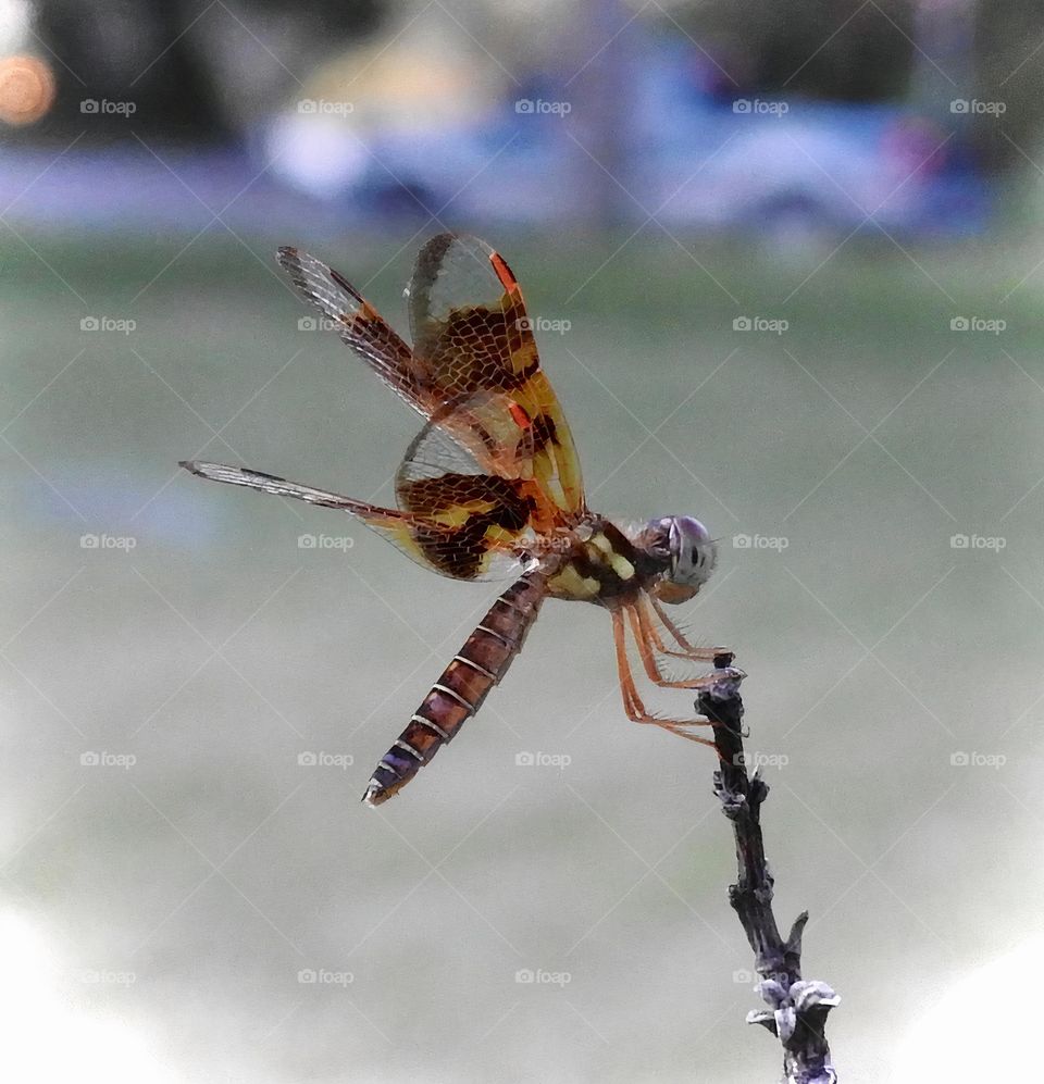 This cute tiny dragonfly can be mistaken for a wasp because of its colors and is called Halloween Pennant (Celithemis Eponina).