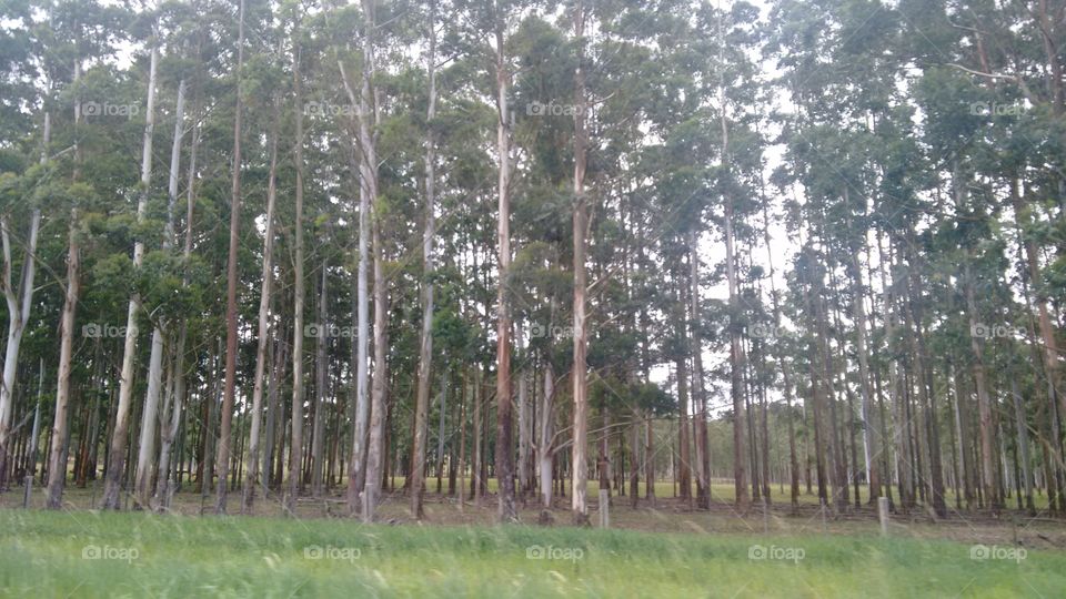 plantação de eucalipto quase na fase da. colheita