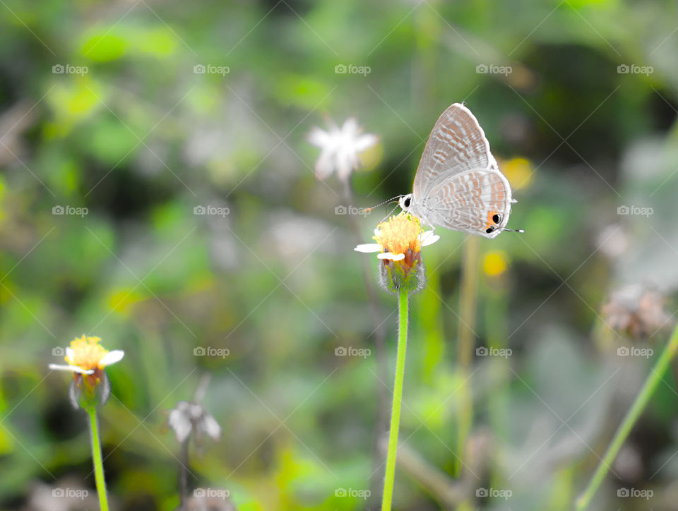 Close up of Butterfly on Flower, Nature Background