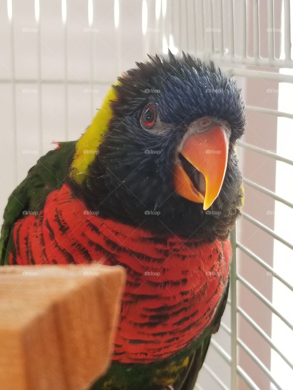 A delightful little friend