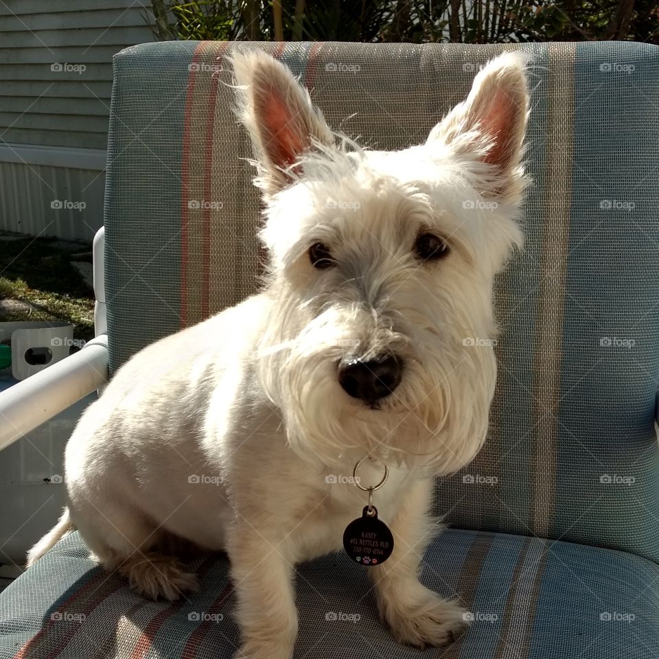 Sun Seeking Scottie
