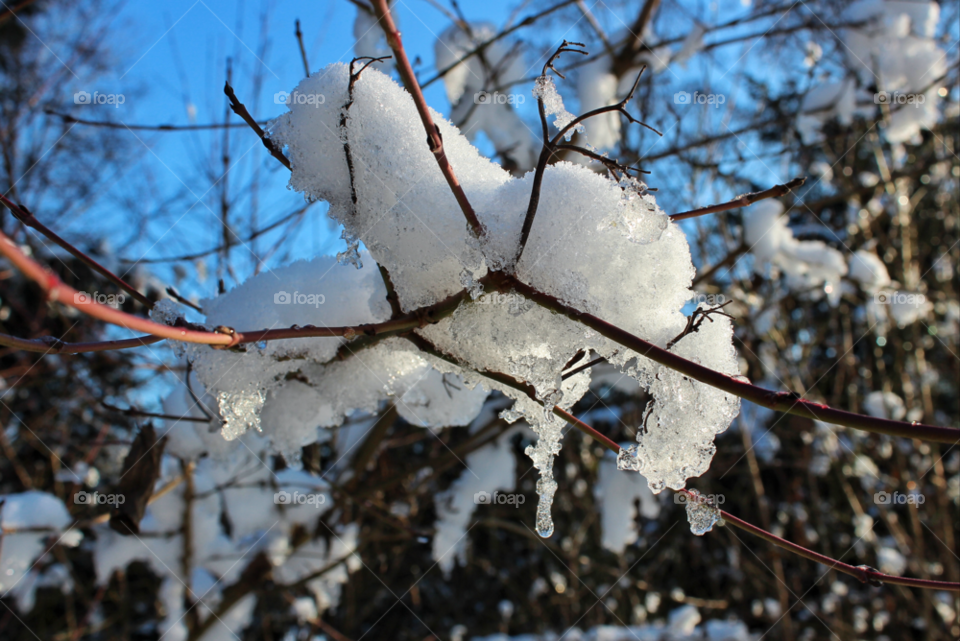 snow winter tree ice by twilite