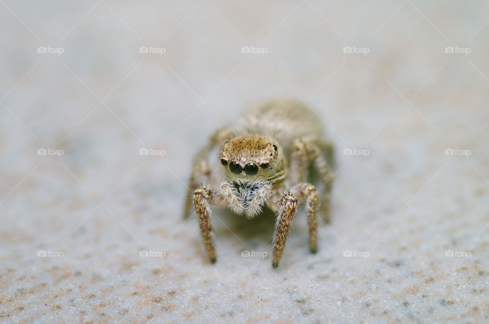 Jumping spider