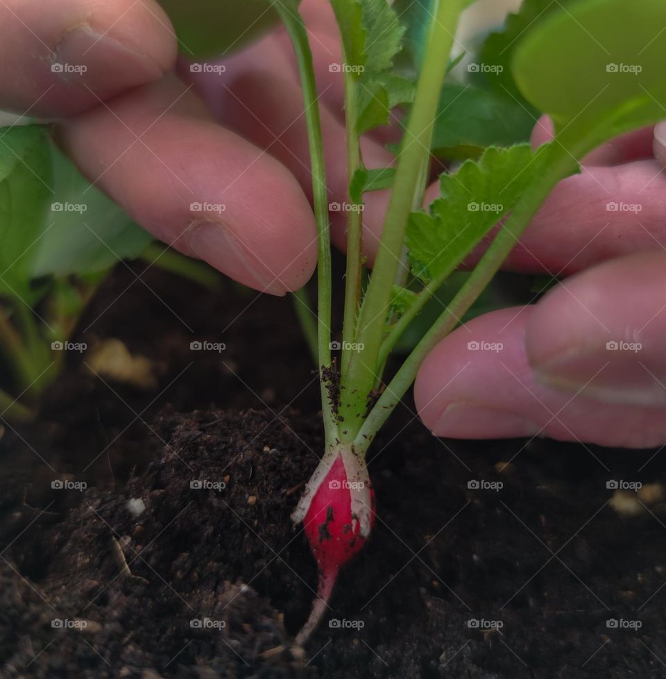 Planting radish at home