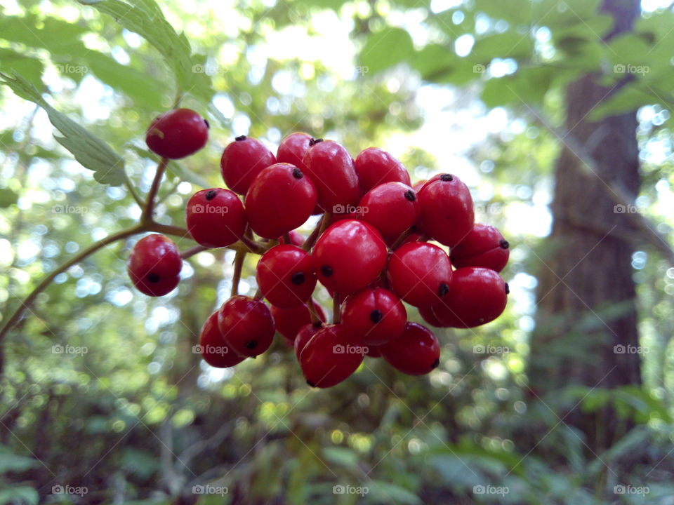 Wild berry. Walk in the forest