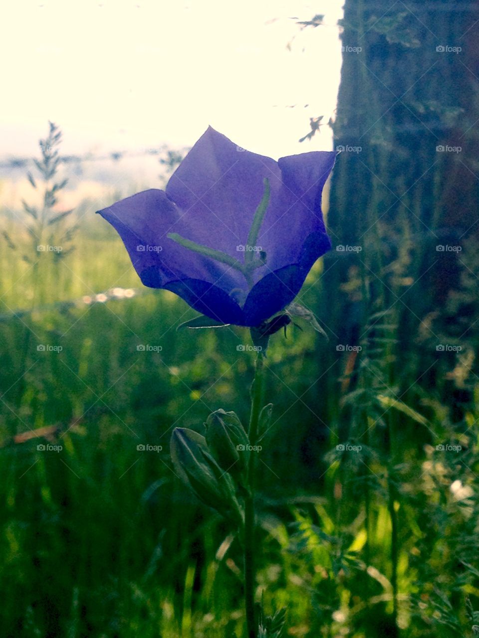 Wild flowers,natural colors in the morning
