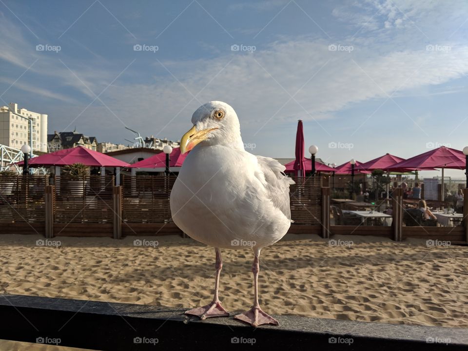 Seagull begging for food