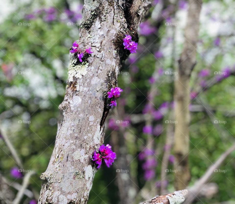 Purple blossoms 