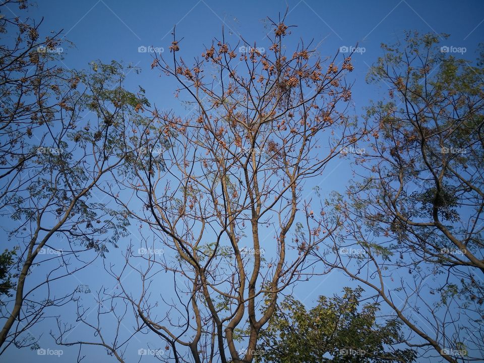 A beautiful trees in the forest.
