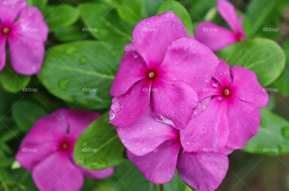 Pink flowers