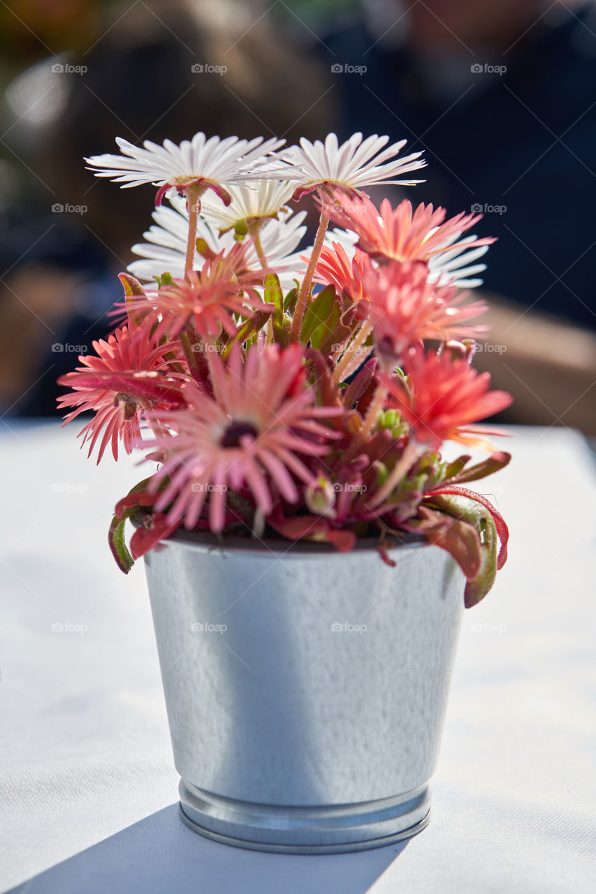 Pink plant in a silver pot