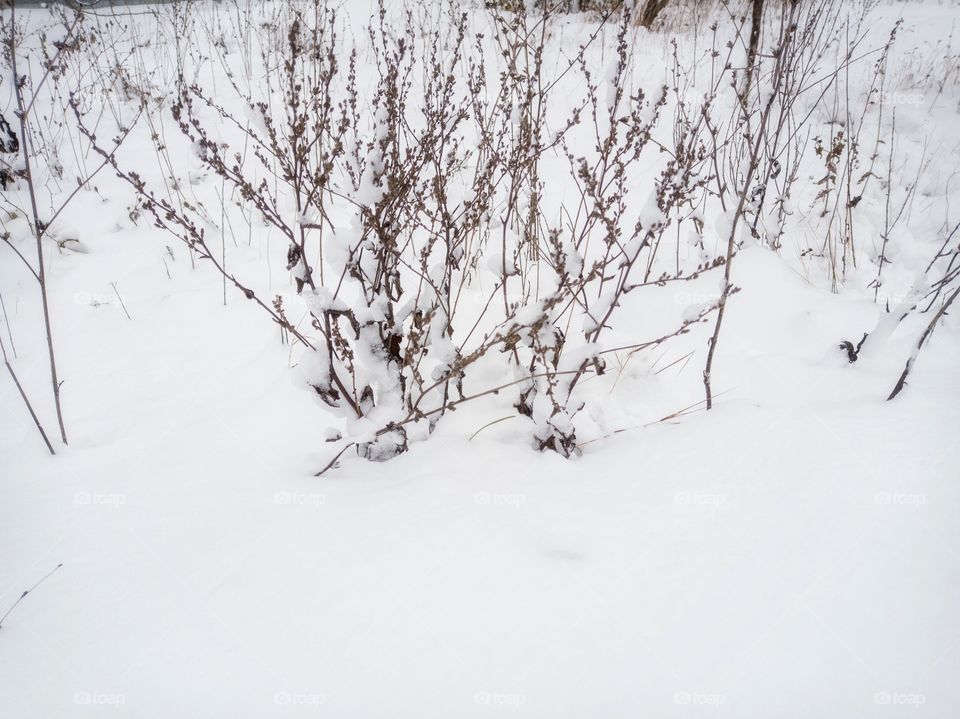 Plants in winter.