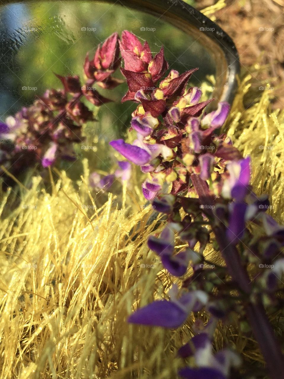 Morning shoot nearby pond with this tiny flower in front of this tiny mirror.