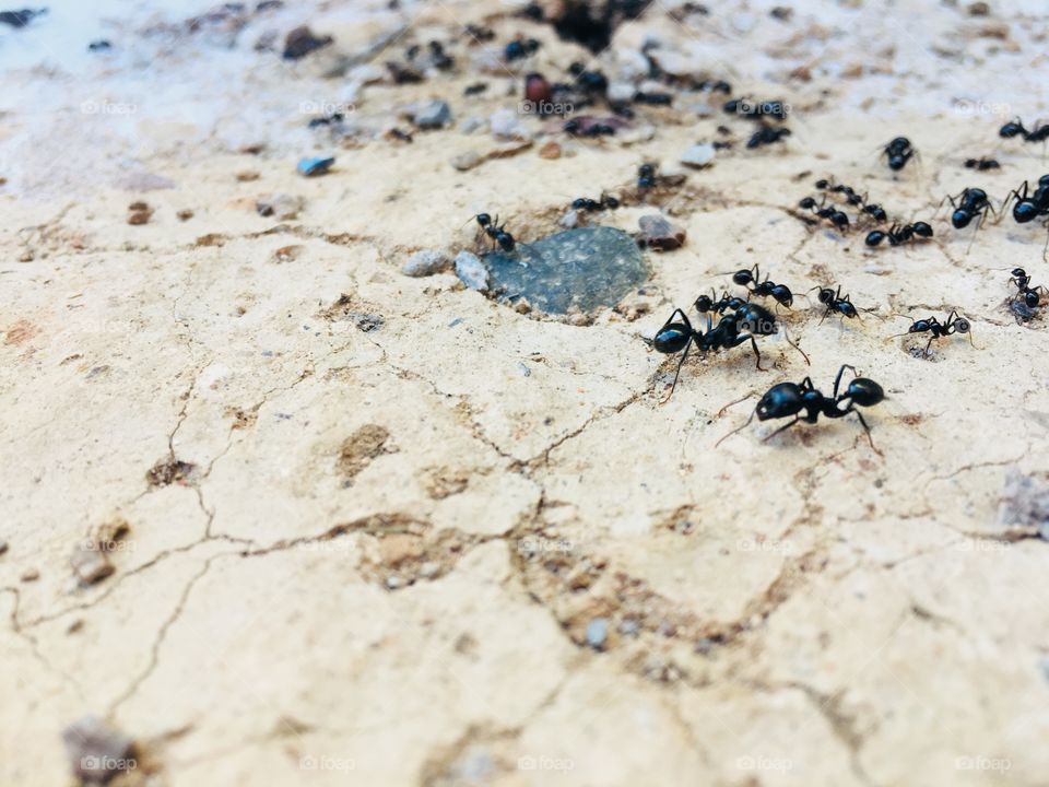 Ants