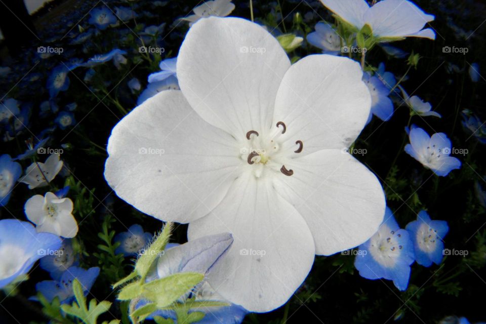 Nemophila