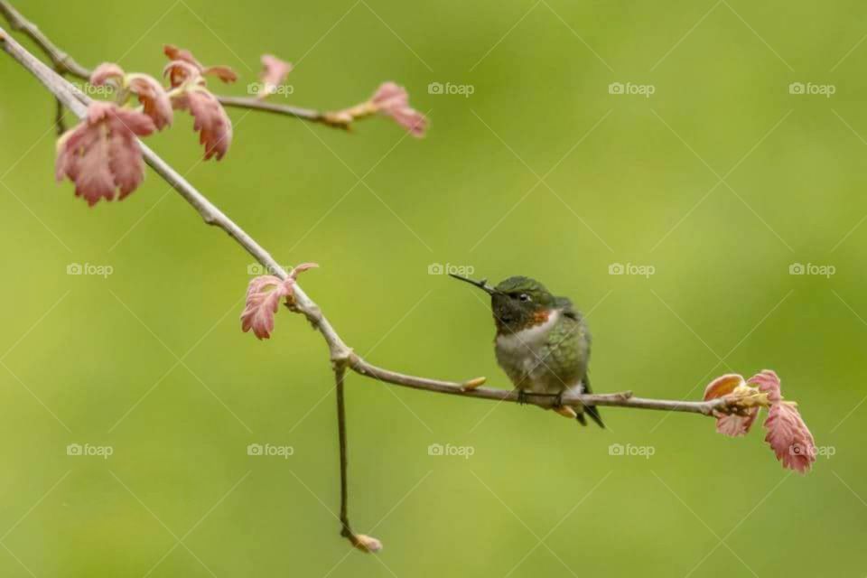 Ruby throat Hummingbird on Limb