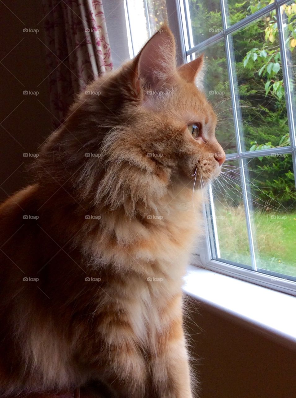 Close-up of a cat looking out of window