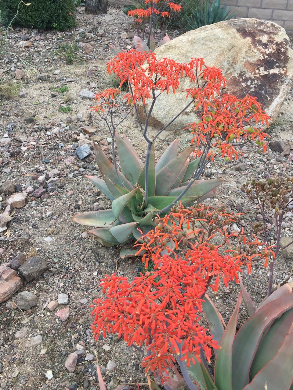 Desert flowers1 