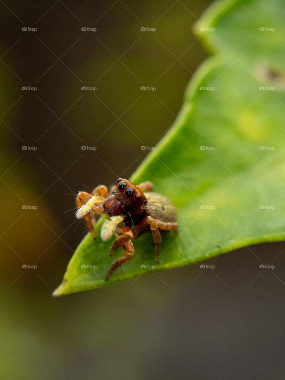 Crab Spider