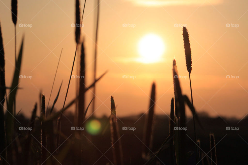 a field during sundawn in Skåne, Sweden