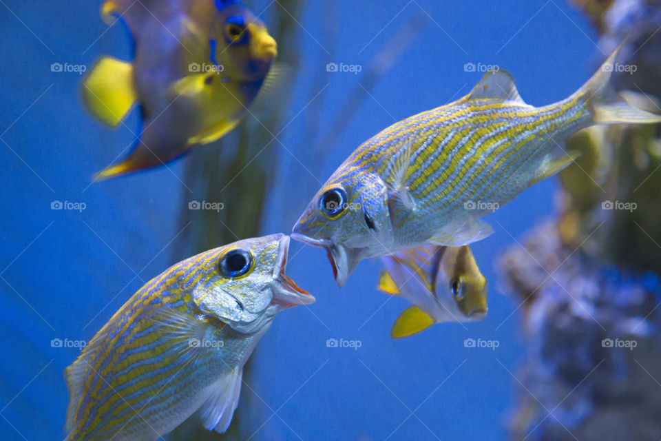 Fish being funny in Aquarium 