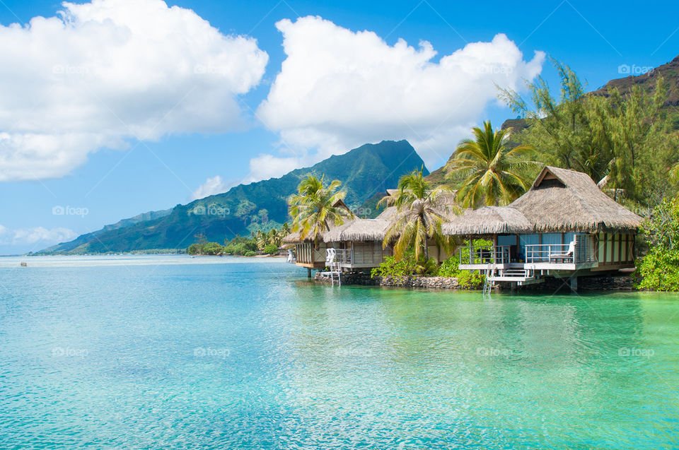 Bungalow on the beach with a palm tree