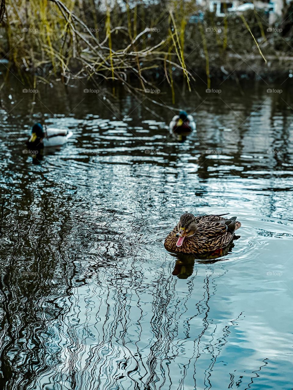 Brown duck floating on the water peacefully 