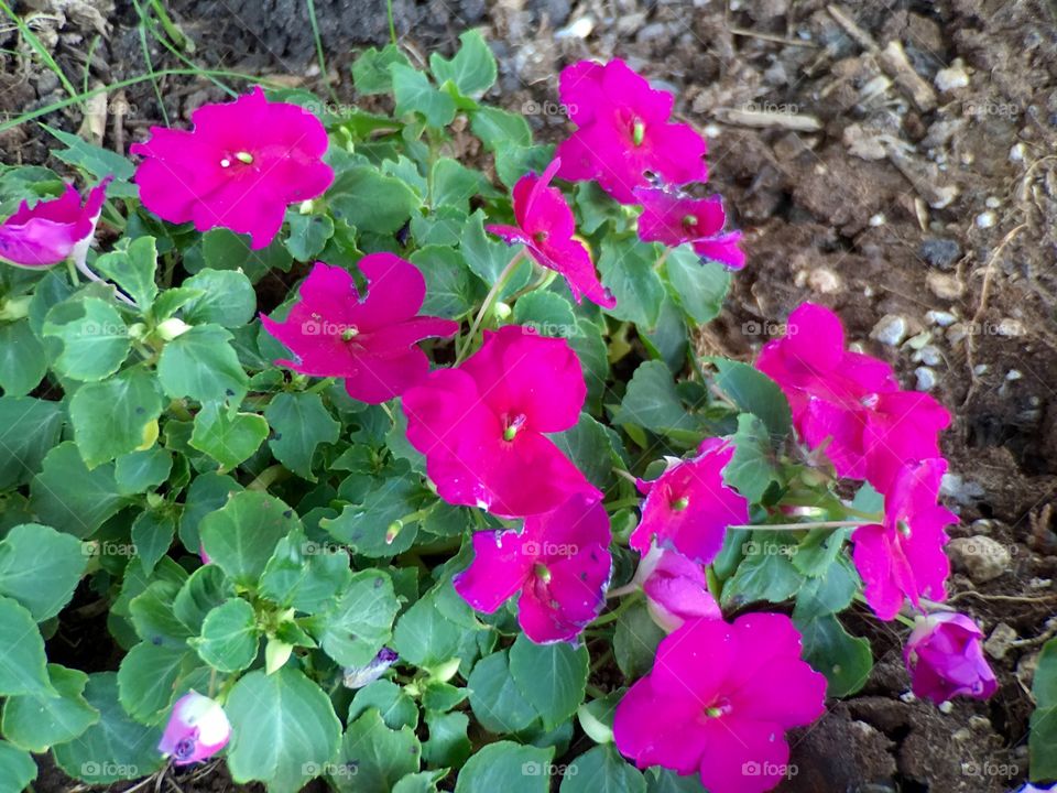 Pink Flowers