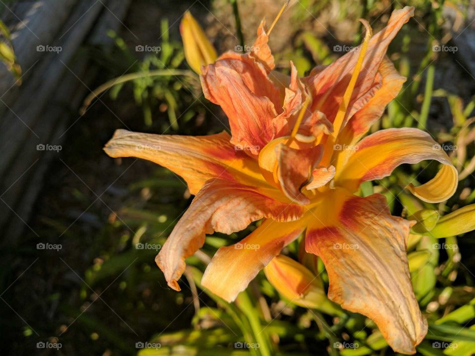 High angle view of beautiful flower