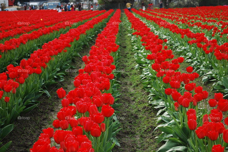 Red tulips blooming in garden