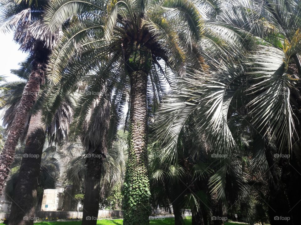 Palm, Tree, Tropical, Vacation, Beach
