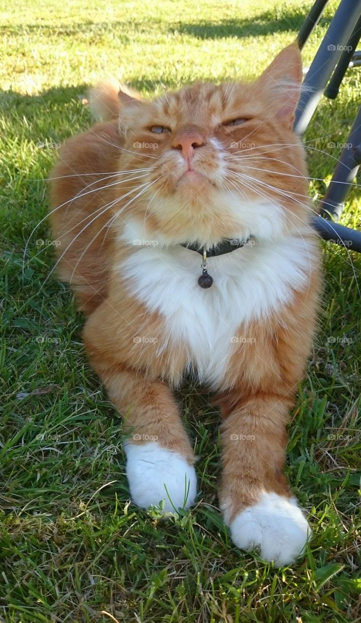 Close-up of orange cat lying on grass