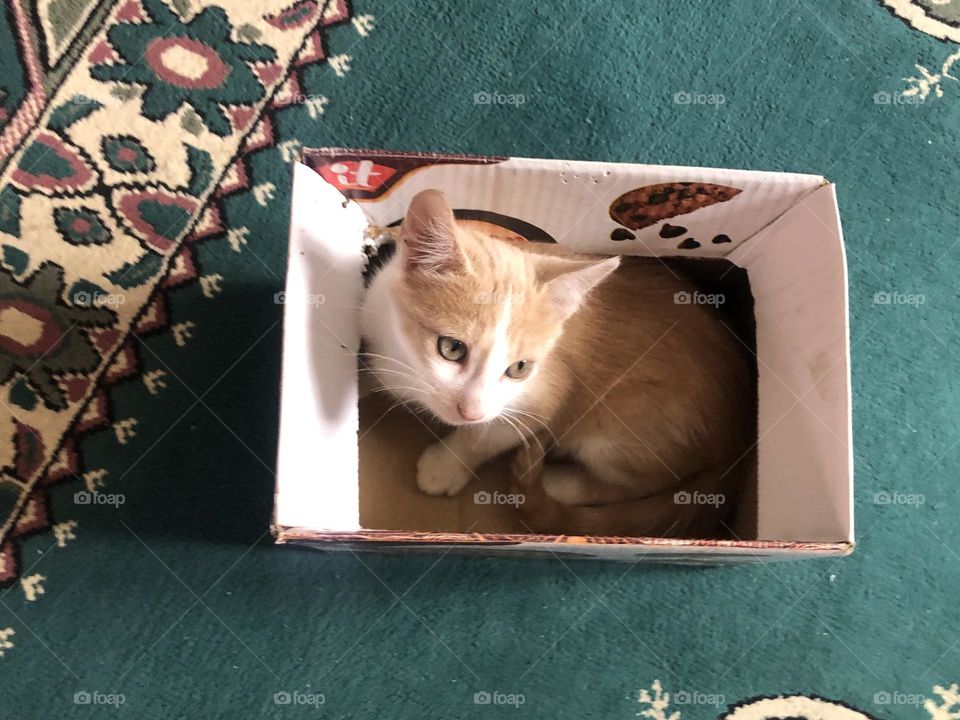 Beautiful cat in  the box