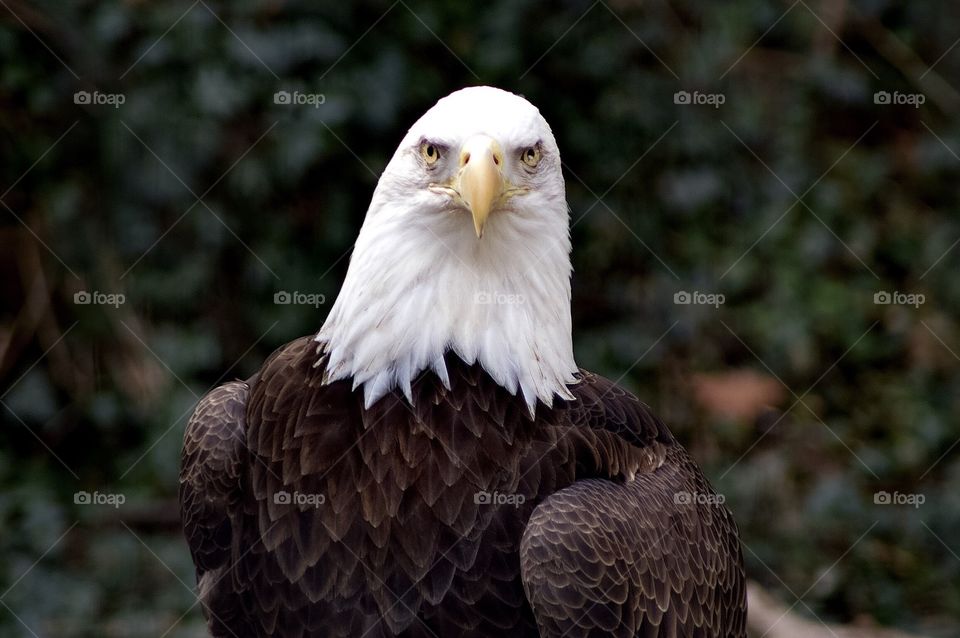 American Eagle Portrait