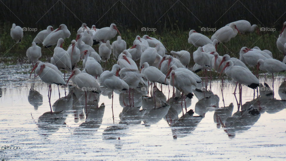 group of ibis