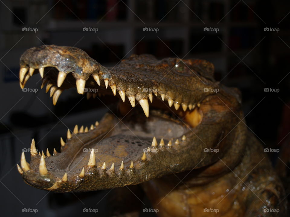 Cambodian crocodile - decoration