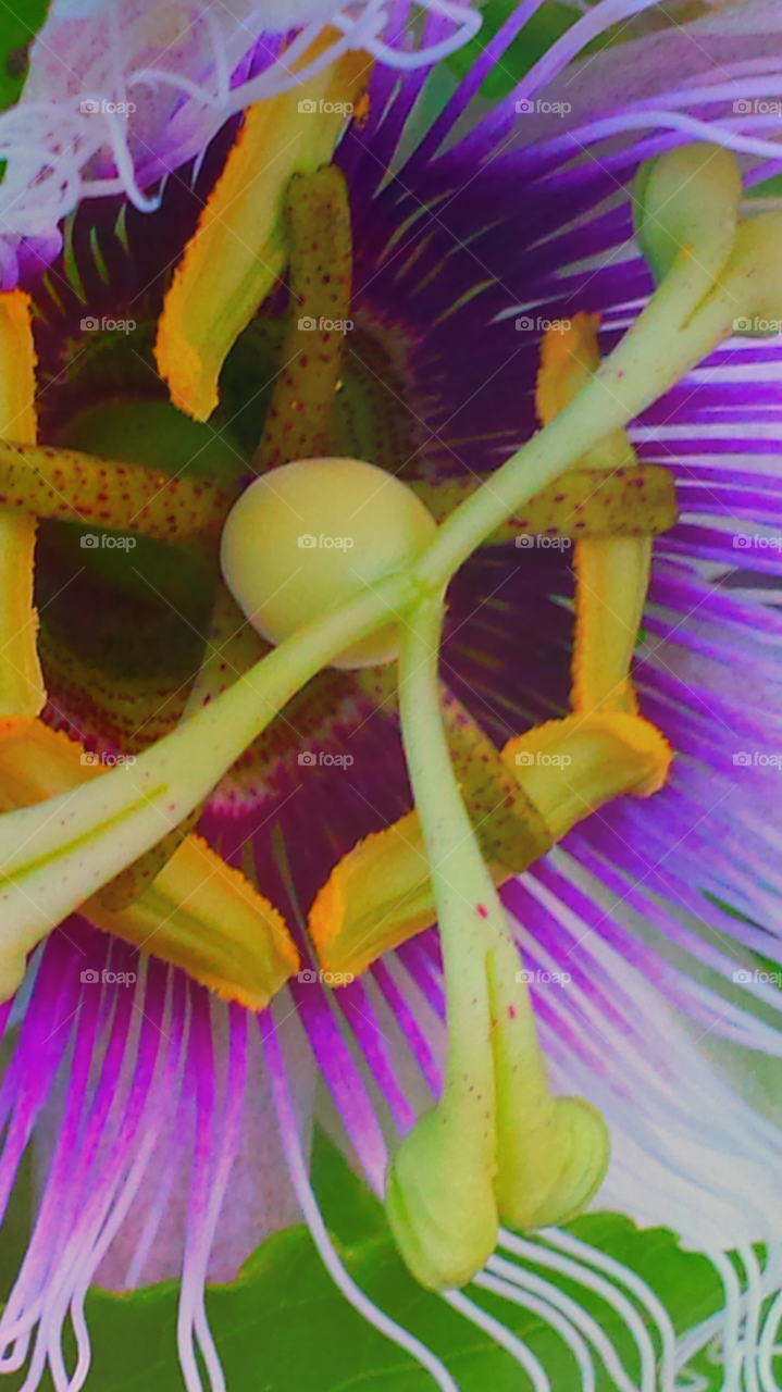 "Passion Flower Close Up