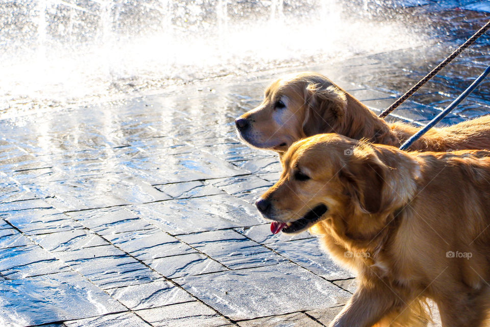 Take a walk with your dogs