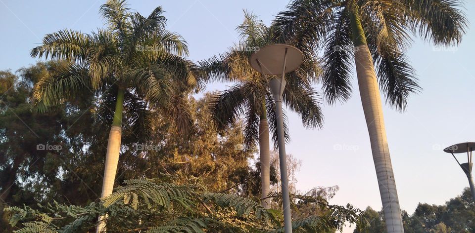 صور منطقة شجرية خيالية تستخدم للتصوير كخلفيات للافراح و مزار راح لمحبي التامل و مشاهدة الجمال الشجري والطبيعة
Pictures of a fictional tree area used for photography as wedding backgrounds and a shrine for lovers of contemplation and watching tree bea