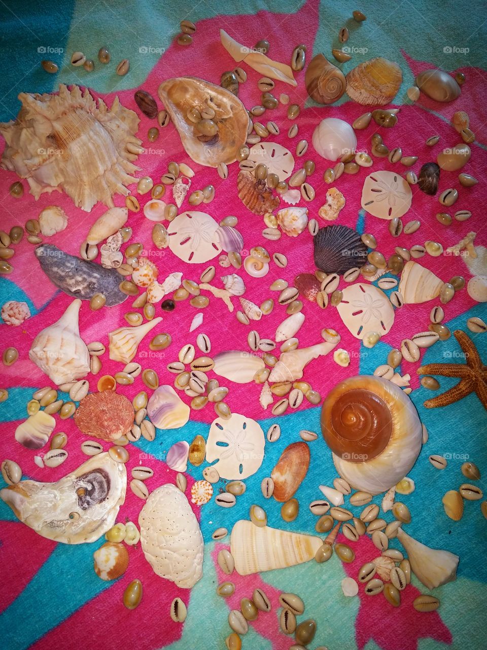 seashells by the sea