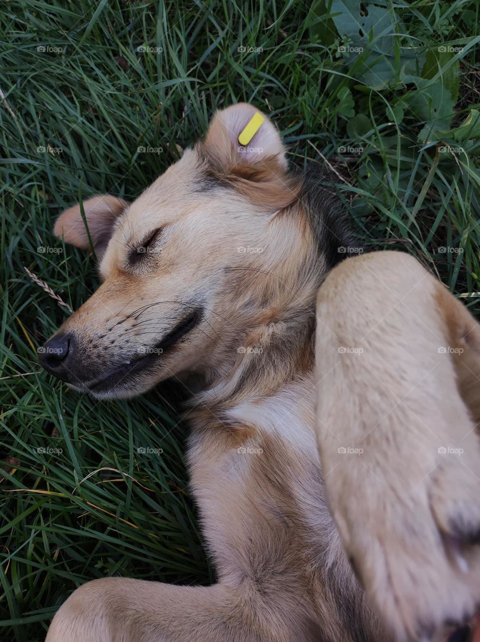 A photo of a cute dog with beautiful fur laying in the grass outside in the summer in a bulgarian village