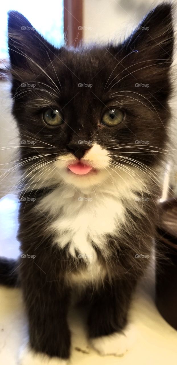 Close up of a Fluffy black and white kitten with her tongue stuck out
