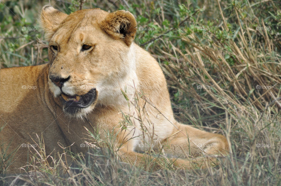 A female lioness resting on the grass in Serengeti National Park in Tanzania